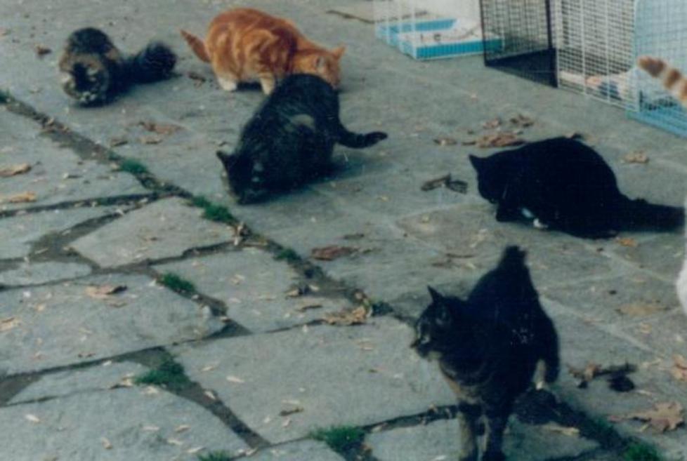Blitz della Municipale Al sicuro gatti maltrattati
