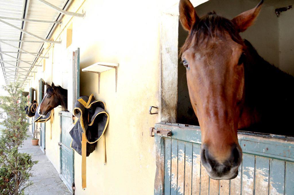 Cavalli nelle scuderie del Caprilli