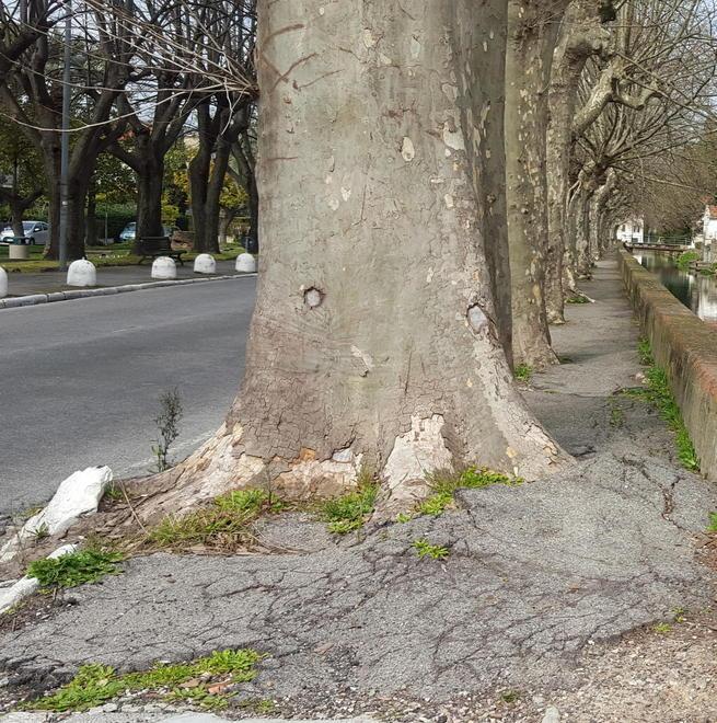 Viale Boboli, il Comune ripianterà i platani 