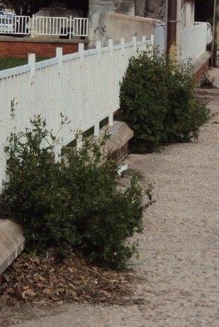 Erbacce, sotto accusa l’appalto del decoro urbano