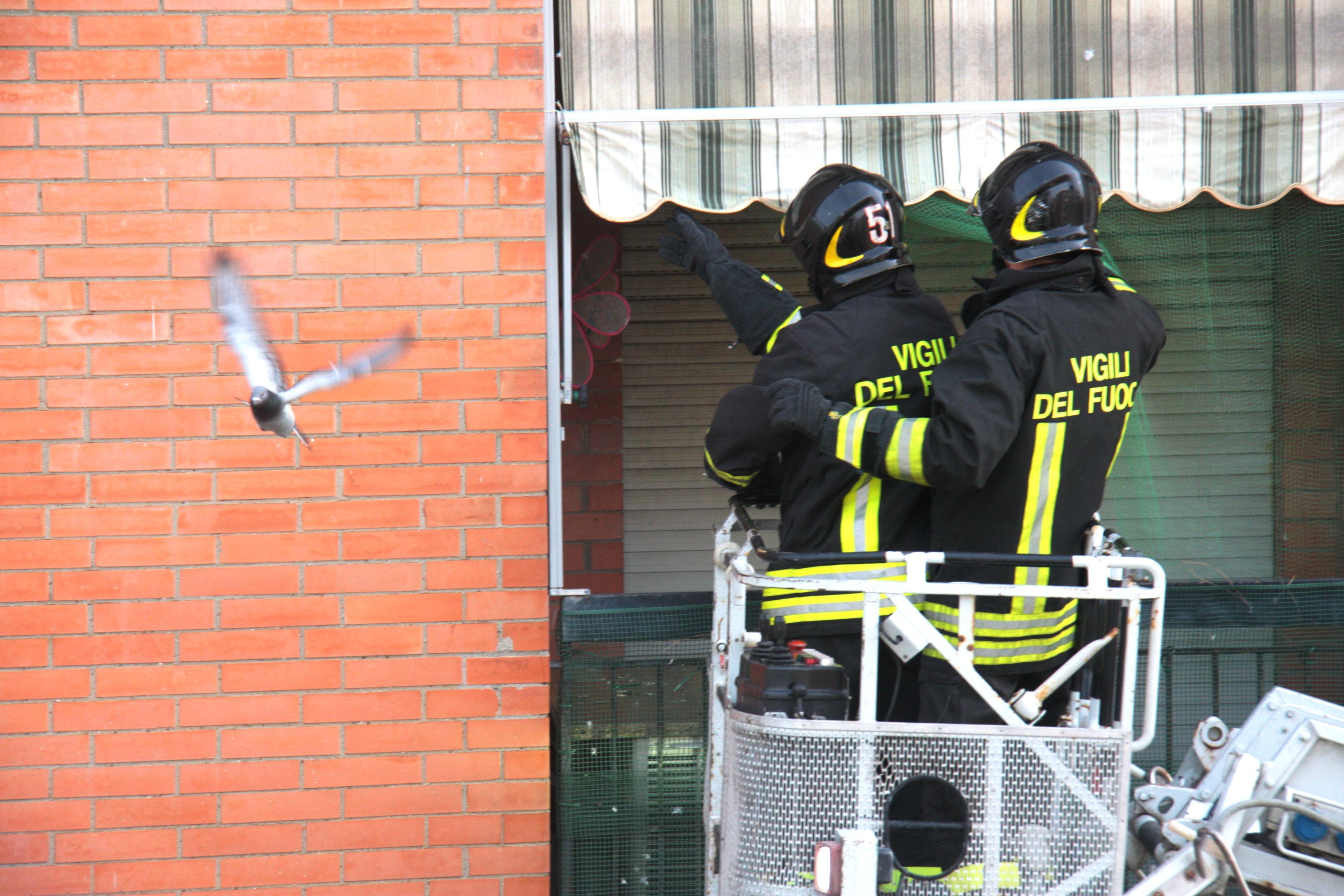 I vigili del fuoco in azione per liberare i due piccioni (Vincenzoni)