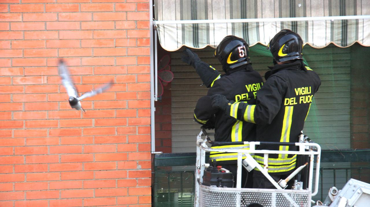 I vigili del fuoco in azione per liberare i due piccioni (Vincenzoni)