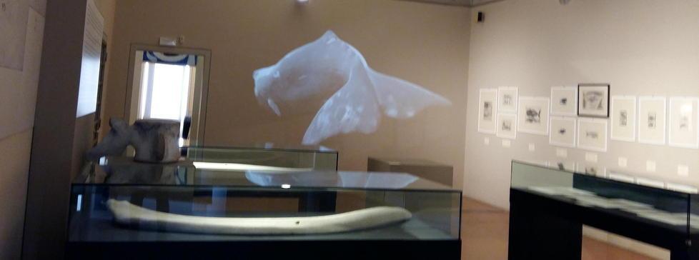 La balena di Baratti in mostra a Pisa