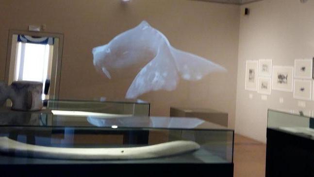 La balena di Baratti in mostra a Pisa