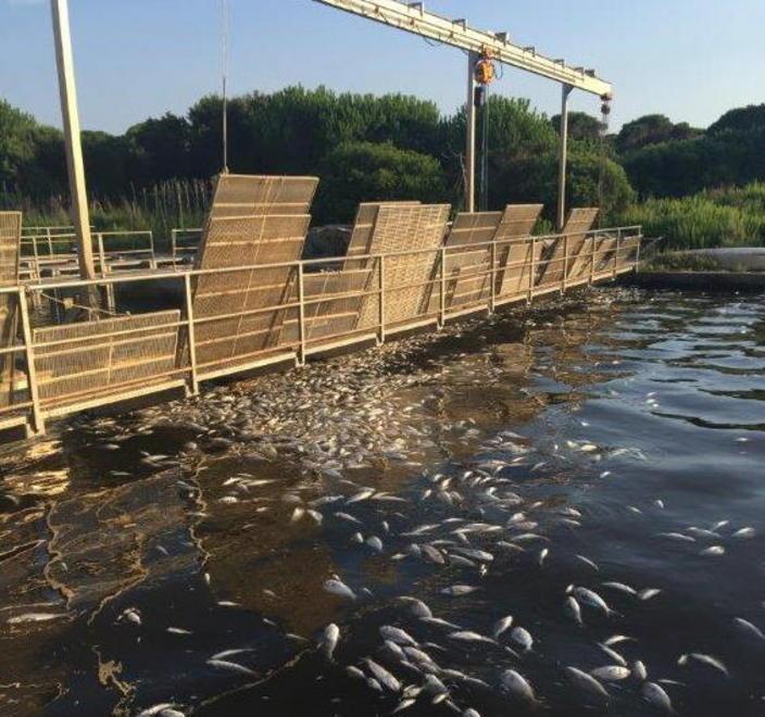 Laguna, sos dei pescatori in Regione 