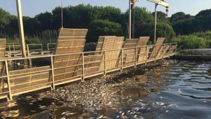 Laguna, sos dei pescatori in Regione