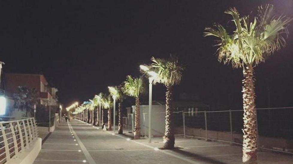 Le palme piantate sul nuovo tratto di passeggiata