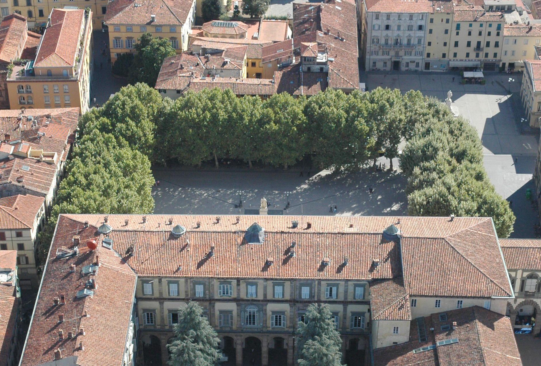 Da abbattere un platano secolare di piazza Grande