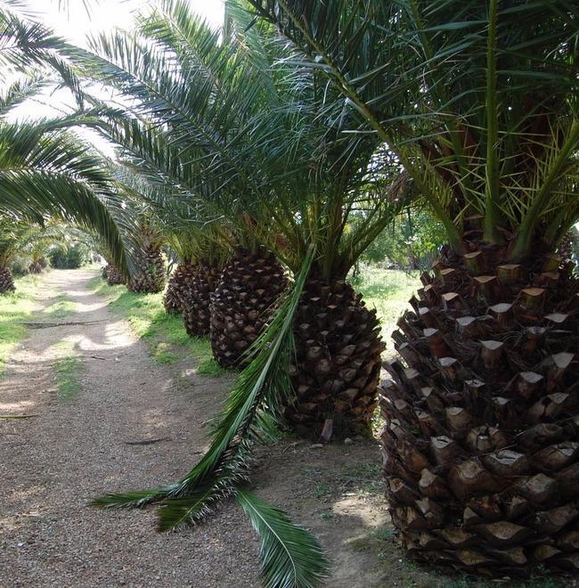 Parco Baden Powell, palme danneggiate dai vandali