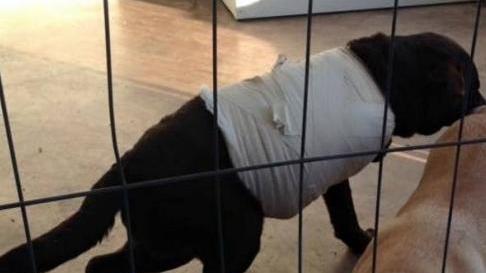 Spari al Labrador, spunta un sospettato