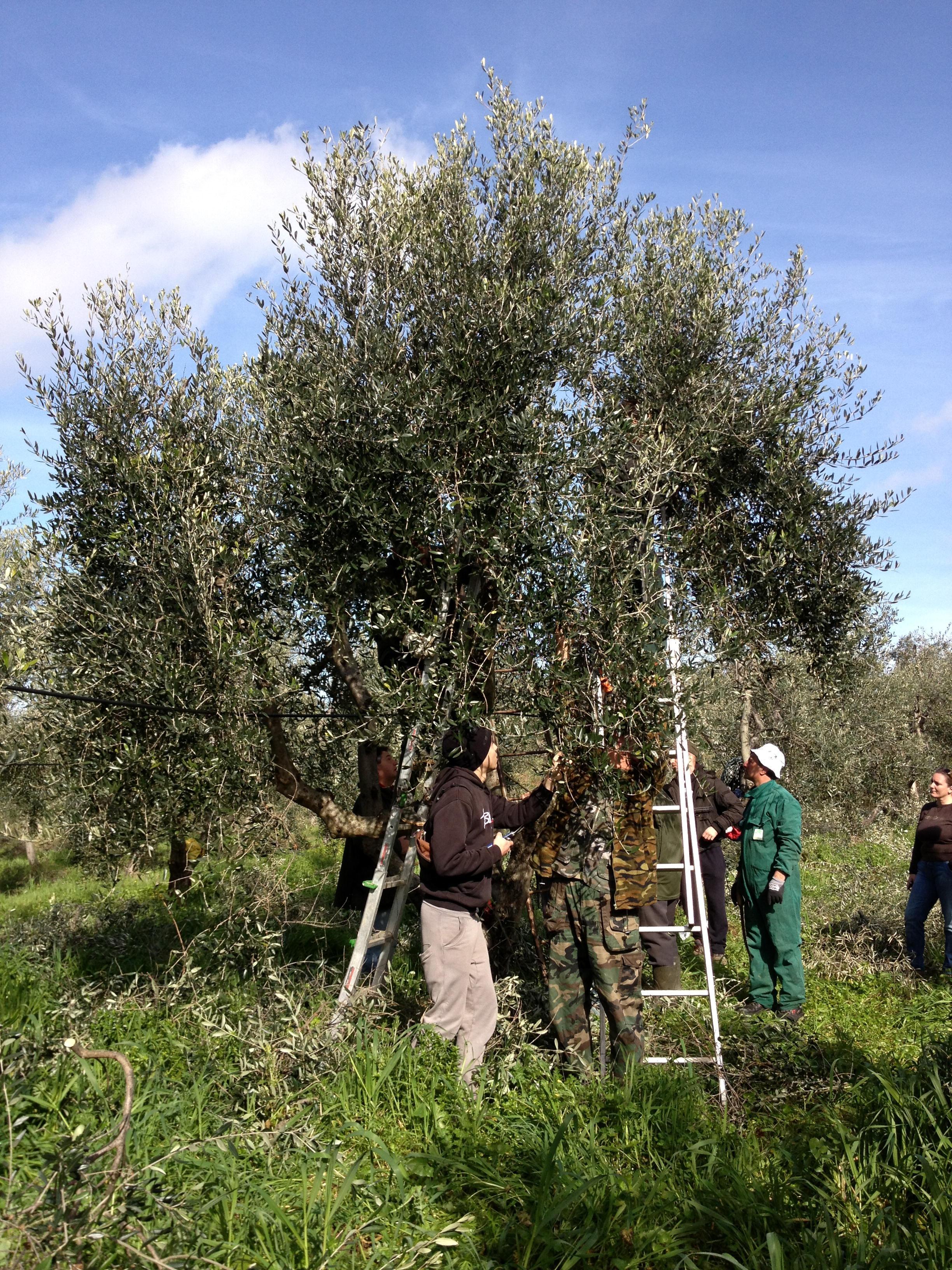 Due cadute dagli olivi nell’arco di una sola ora 