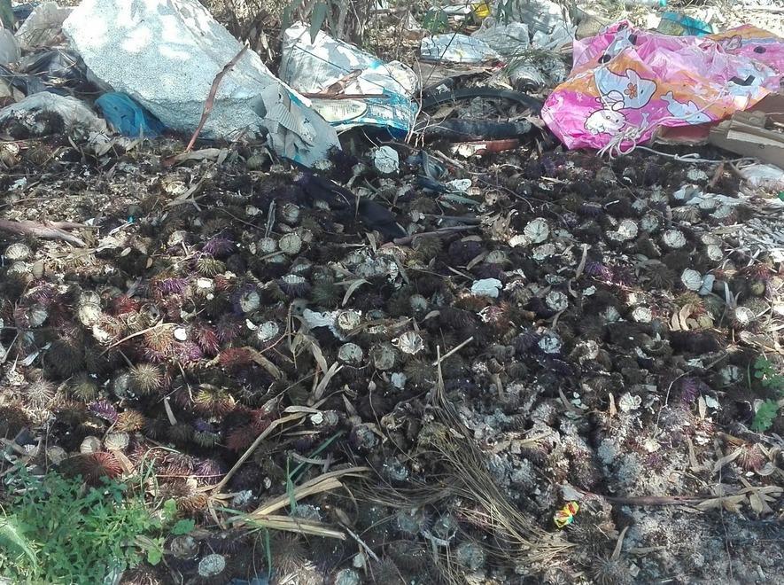 Pescano i ricci e buttano i gusci nel bosco 