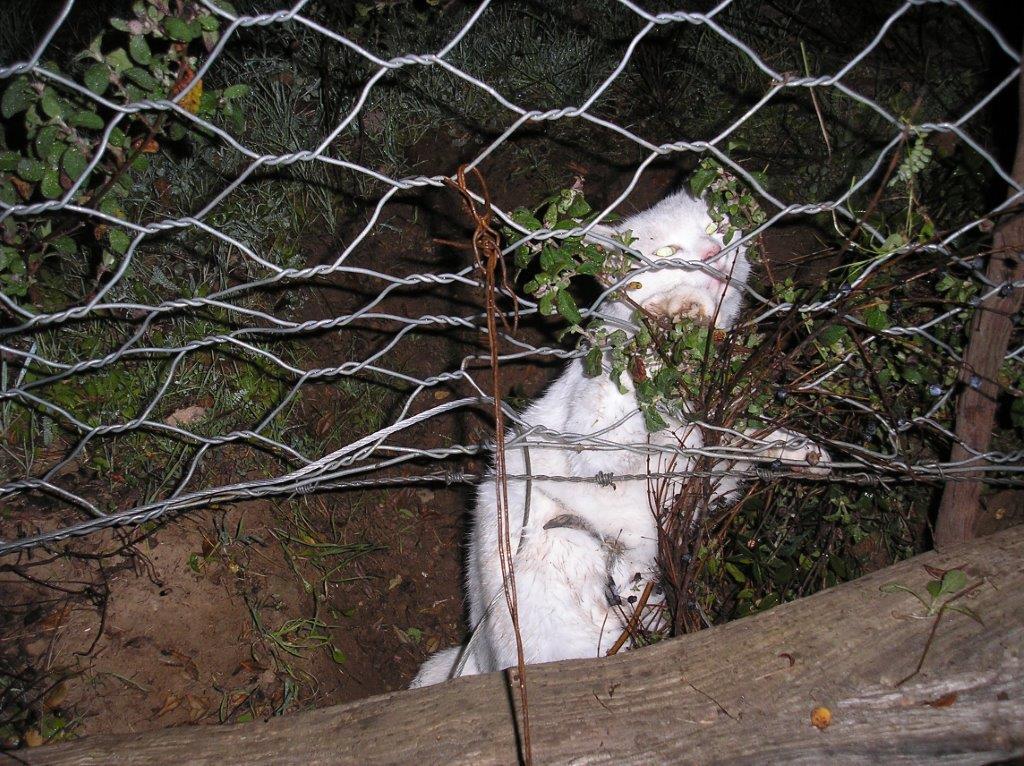 Il gatto rimasto imprigionato e salvato dalle guardie