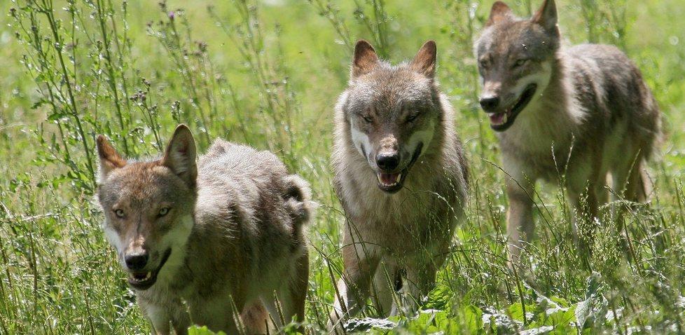 I lupi arrivano nel cortile di casa: sbranati tre cani 
