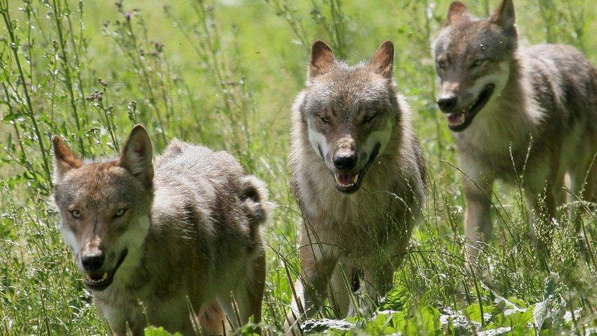 I lupi arrivano nel cortile di casa: sbranati tre cani