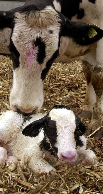 Spariti vitelli appena nati: "Questa è opera dei lupi" 