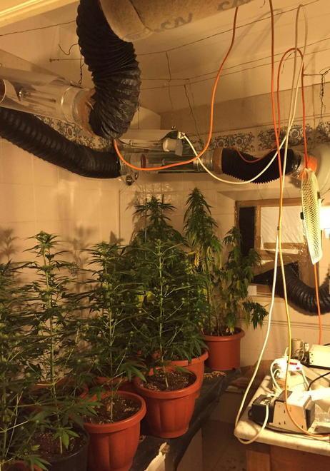 Piantagione di “erba” in casa: arrestati marito e moglie 