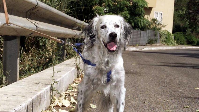 Pronto soccorso animali, vertice in prefettura