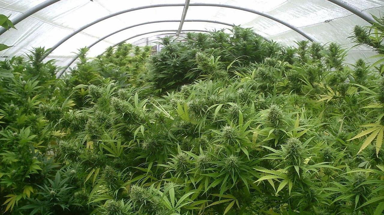 La Finanza di Modena scopre maxi-piantagione di Marijuana da 3 milioni di euro a Novellara