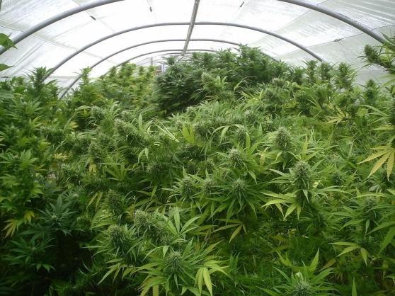 Scoperta maxi-piantagione di marijuana in un casolare abbandonato 