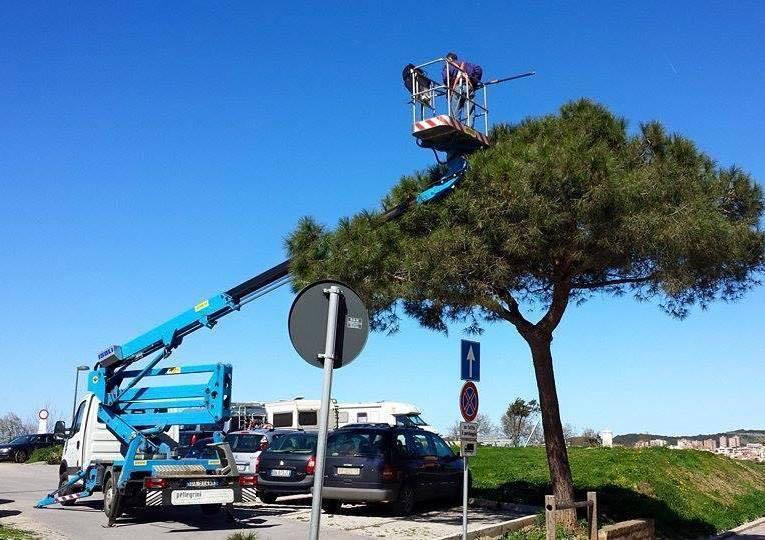 La processionaria è già un problema 