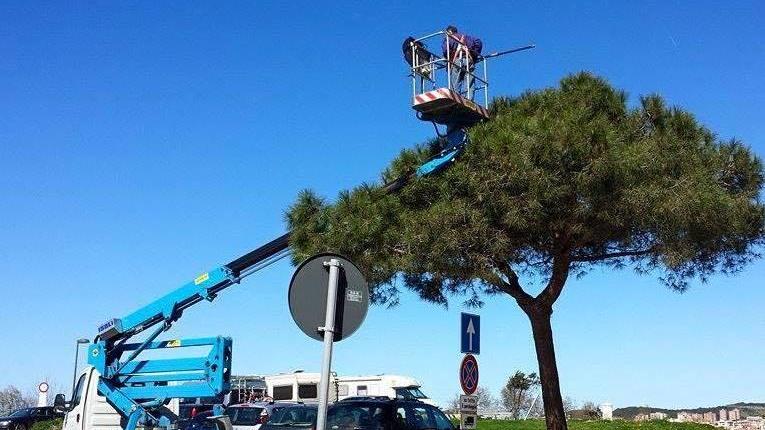 La processionaria è già un problema