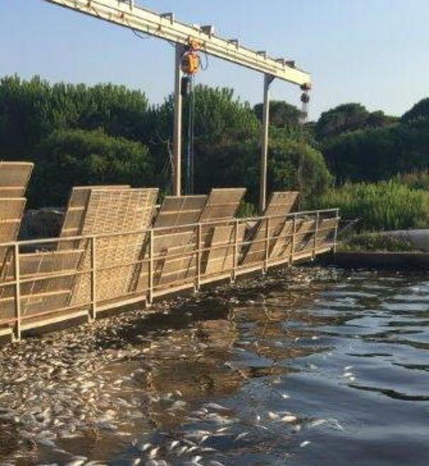 Laguna, domani arriva la Fratoni 