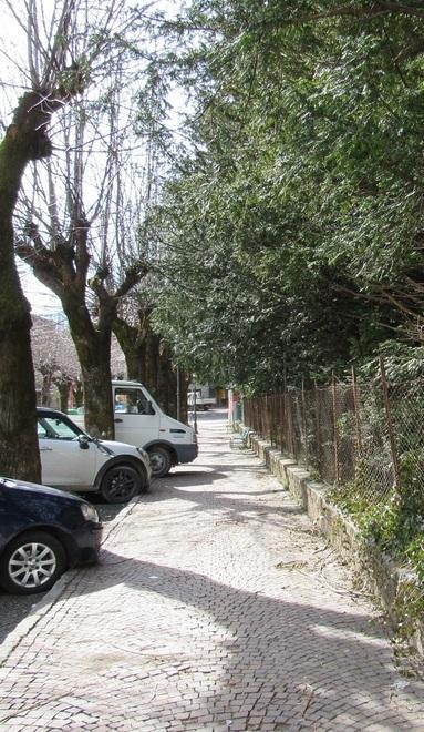 «Inutile sacrificare quegli alberi» 