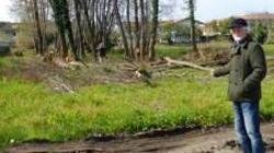 Massa, abbattuti alberi in zona protetta dalla Soprintendenza, la denuncia di Italia Nostra