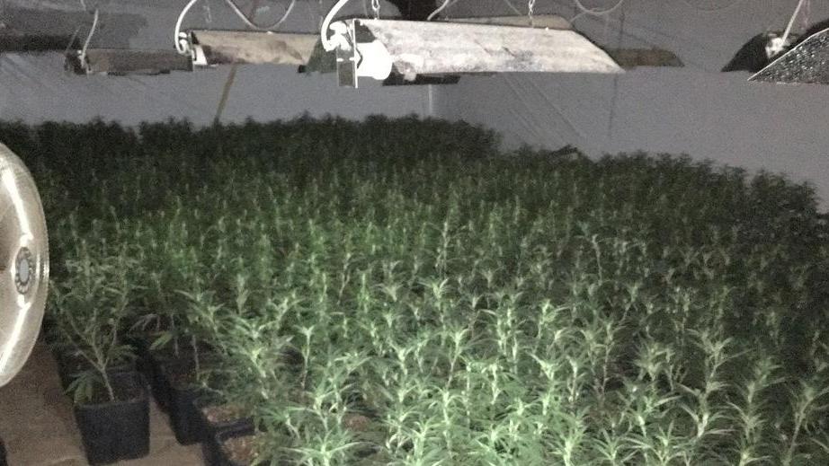 Maxi-serra di marijuana nel casolare