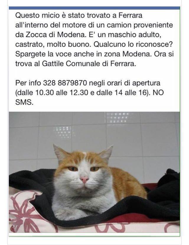 Il gatto viaggiatore