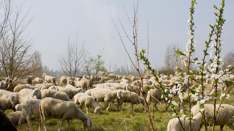 Le pecore nel sottomura il 31 marzo