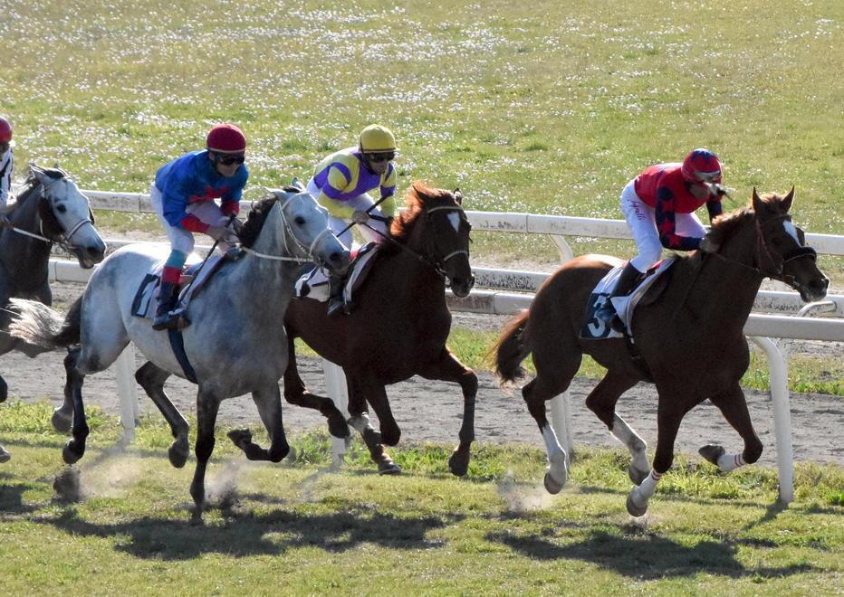 Purosangue e angloarabi in pista, si corre il premio San Quirico d’Orcia