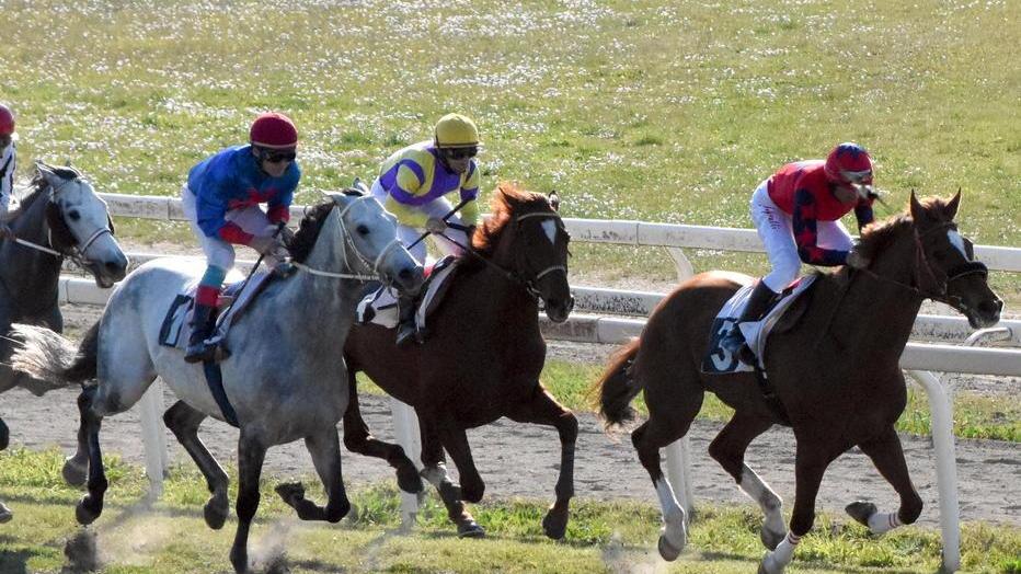 Purosangue e angloarabi in pista, si corre il premio San Quirico d’Orcia