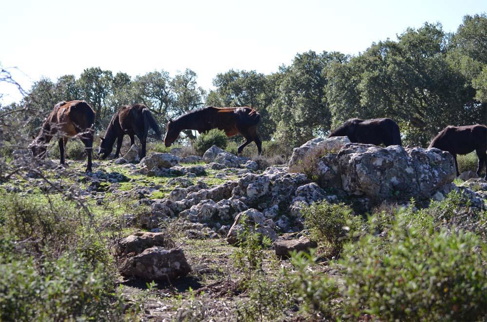 I cavallini della Giara di Gesturi