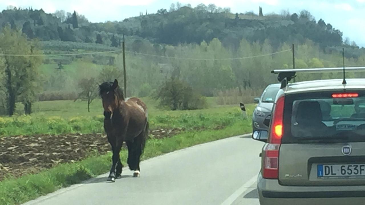 Il cavallo lungo la provinciale