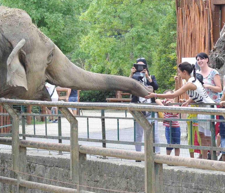 Zoo, più visitatori la domenica che lunedì