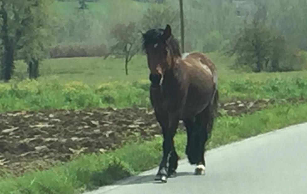 Cavallo fugge e se ne va sulla provinciale 