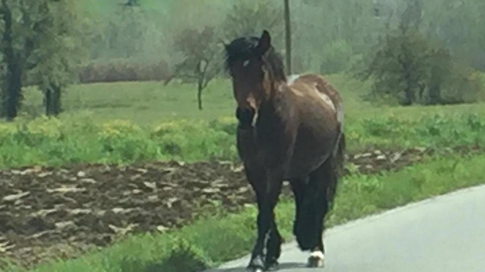 Cavallo fugge e se ne va sulla provinciale