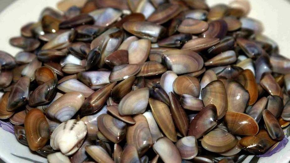 Raccolta di telline, stop temporaneo