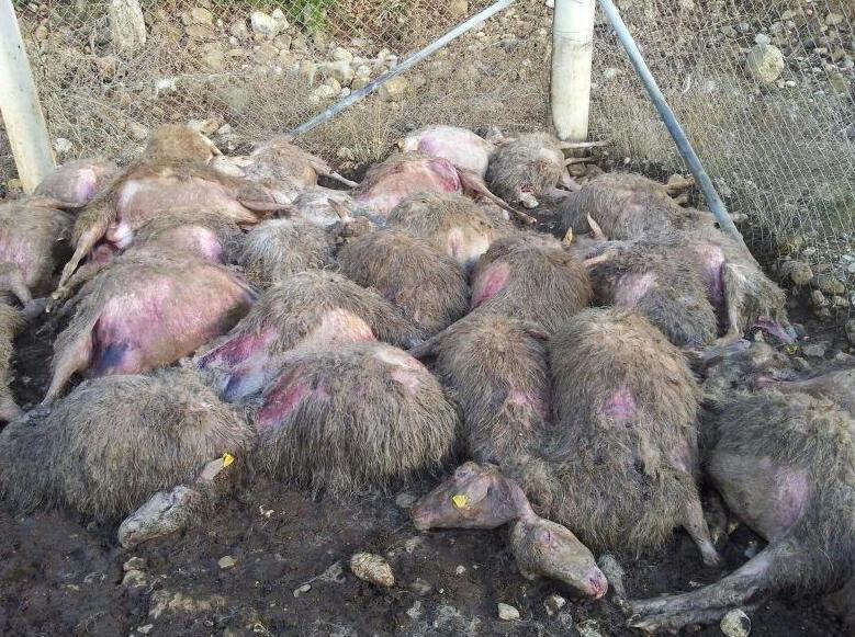 Predatori all’attacco Due aziende colpite 
