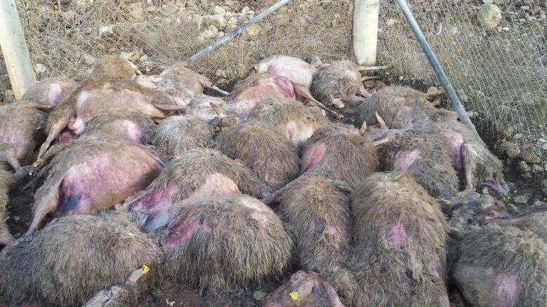 Predatori all’attacco Due aziende colpite
