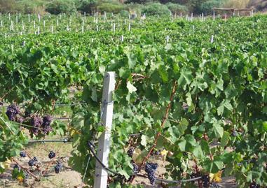 Un corso di enologia, in settembre le prove in vigna