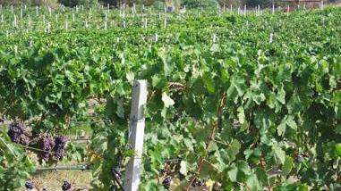 Un corso di enologia, in settembre le prove in vigna