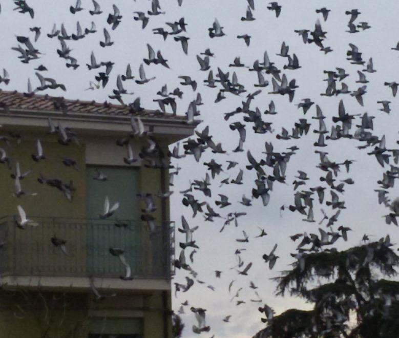 Il parco pubblico e i piccioni all’esame della Consulta