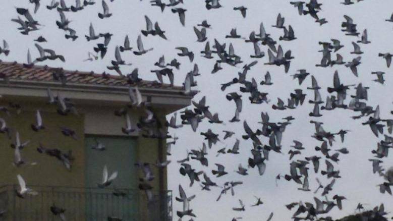 Il parco pubblico e i piccioni all’esame della Consulta