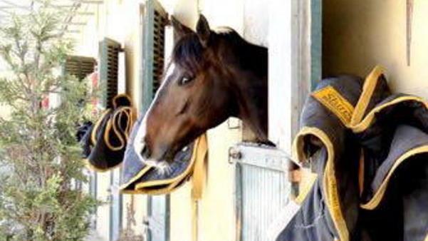 Labronica Corse Cavalli, liquidatore pronto a portare i libri in tribunale