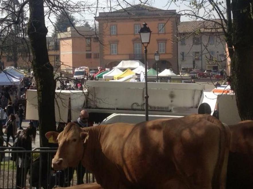 Rivive l’antica fiera del bue grasso 