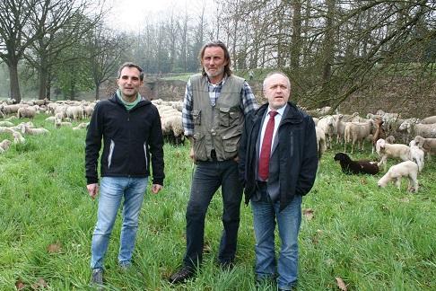 Le pecore sono arrivate nel sottomura 