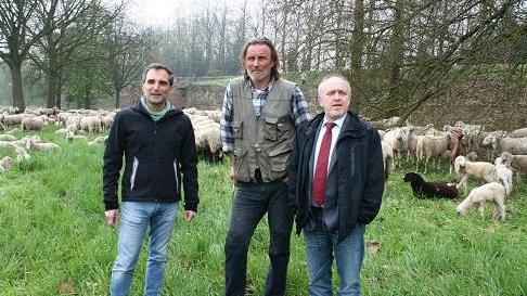 Le pecore sono arrivate nel sottomura